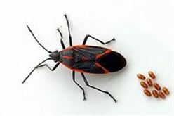 Box Elder: Starting in mid‑July, they move to female seed-bearing boxelder trees  where they lay eggs on trunks, branches, and leaves. They are rarely found on male boxelder trees.