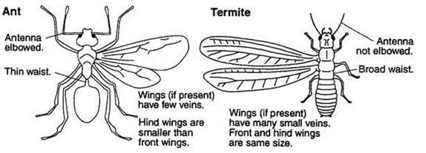 Ants also have “elbowed” antennae; a joint at the middle of each antenna allows it to bend like an elbow, whereas the termite antenna consists of a chain of tiny bead-like segments. The winged forms of ants and termites both have two pairs of wings. However, a termite’s wings are nearly equal in length, whereas ant’s forewings are longer than its hind wings.